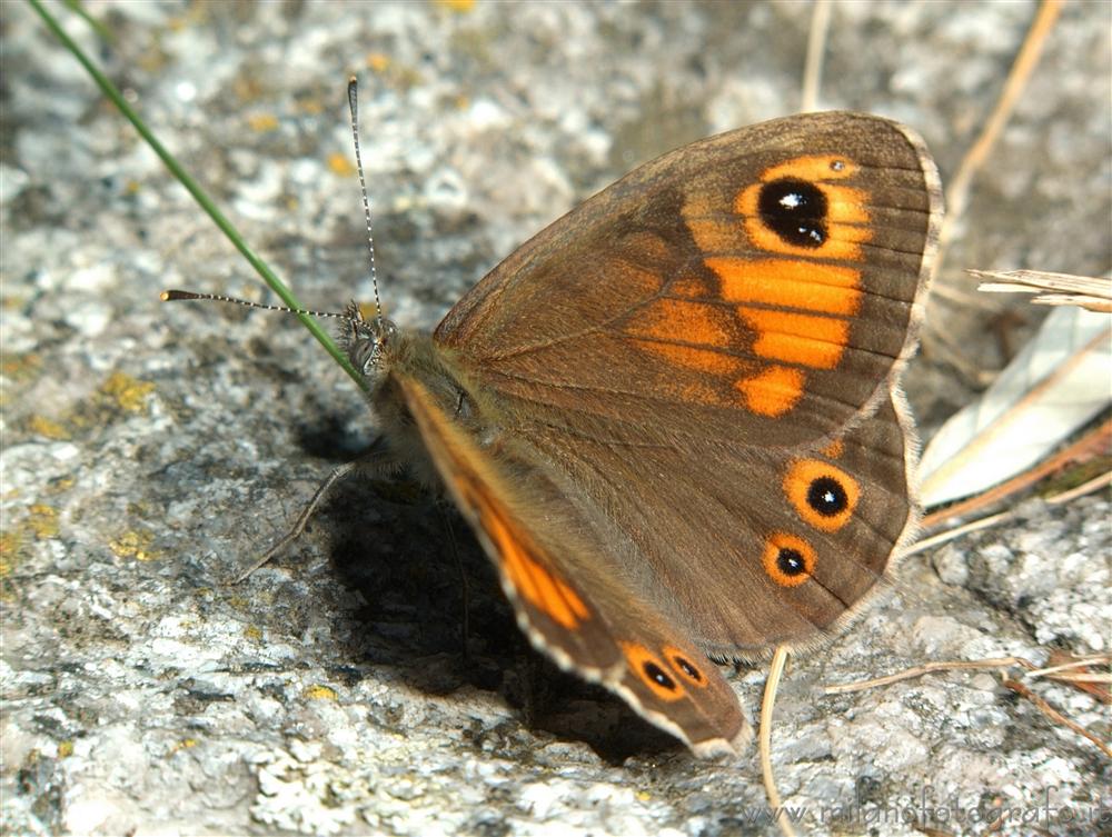 Campiglia Cervo (Biella) - Probabilmente Lasiommata maera